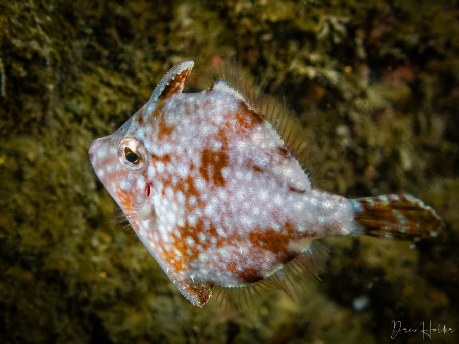 Yeonhwado Island Wall - Triggerfish