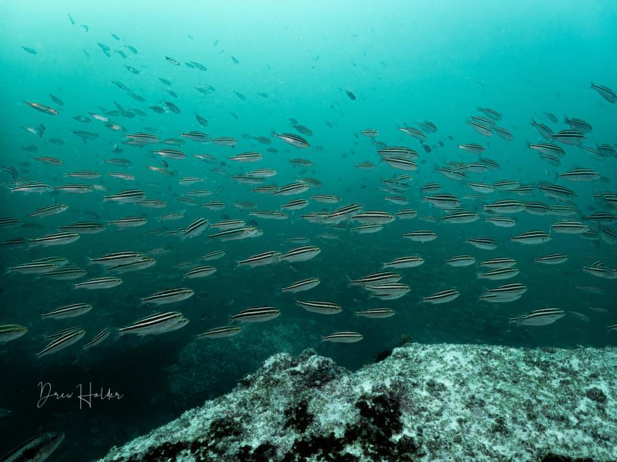 Aquabelle Dive Resort - Pohang fish