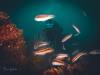 Aquabelle Dive Resort - Pohang fish