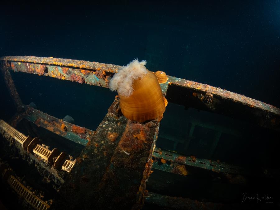 Stella Wreck - Plumose Anemone interior