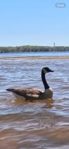 Lake Allatoona: Victoria Beach - Geese