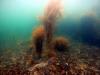 vegetation - wgr21