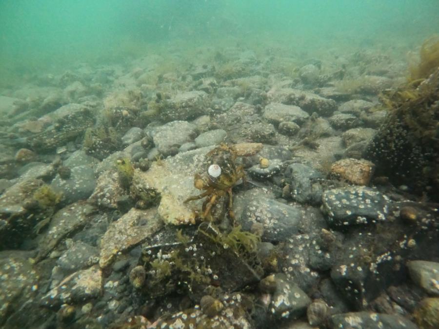 Seal Cove Picnic Area - crab with barnacle