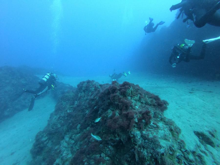 La Pared (The Wall) - Triggerfish Attack at The Wall