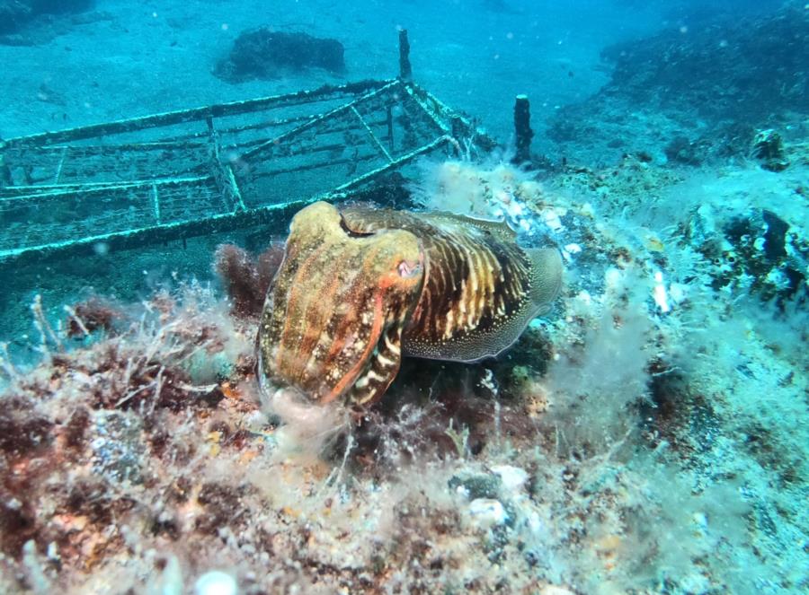 Punta Tiñosa (Stingray Tip) - Cuddlefish at Stingray Tip