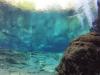 Ginnie Springs - Photo uploaded by IO693 (image.jpg)