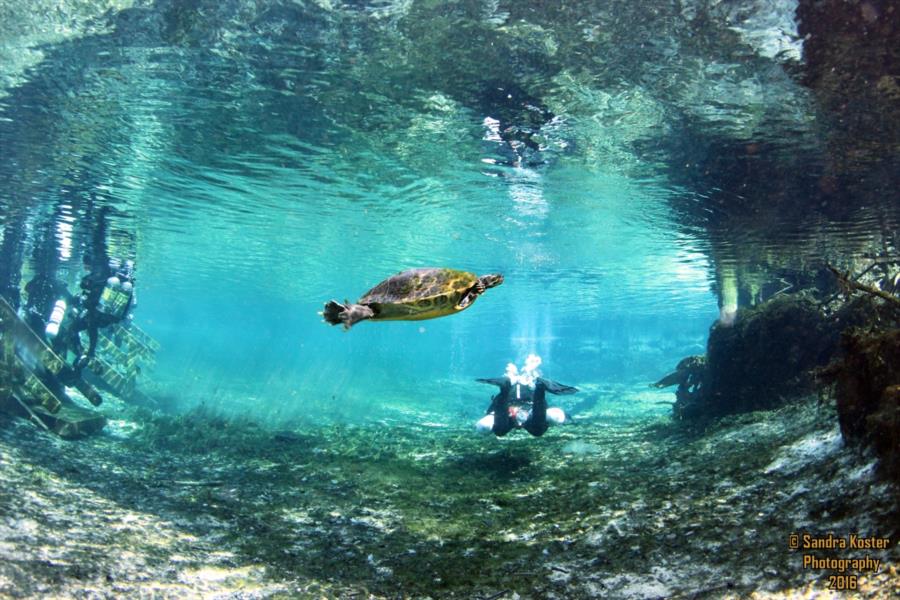 Ginnie Springs - Going down the run