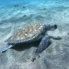 Resident Green Sea Turtle of Abades