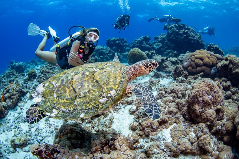 Le Meridien Maldives House Reef - Turtle at Le Meridien Maldives House Reef