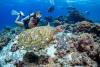 Turtle at Le Meridien Maldives House Reef