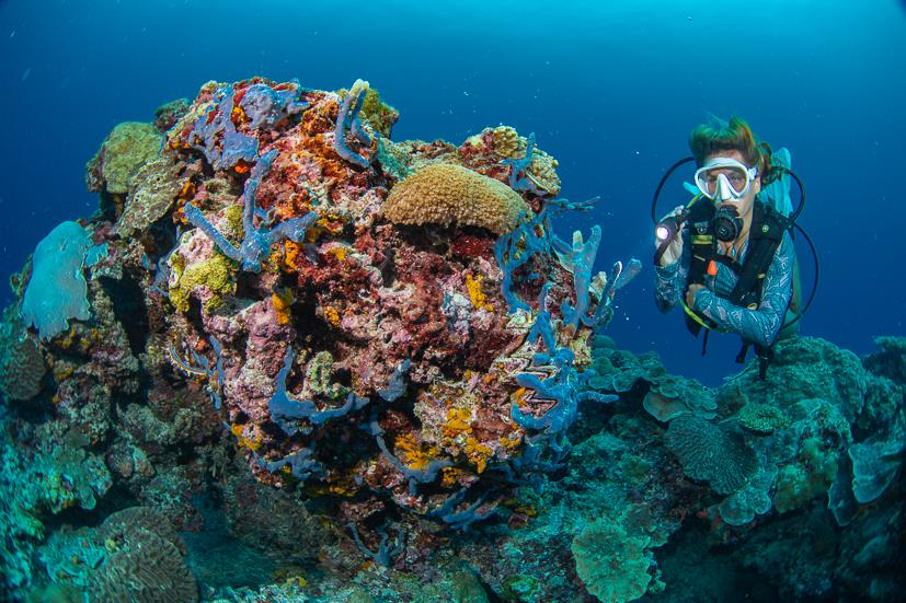 Le Meridien Maldives House Reef - Corals at Le Meridien Maldives House Reef