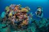 Corals at Le Meridien Maldives House Reef