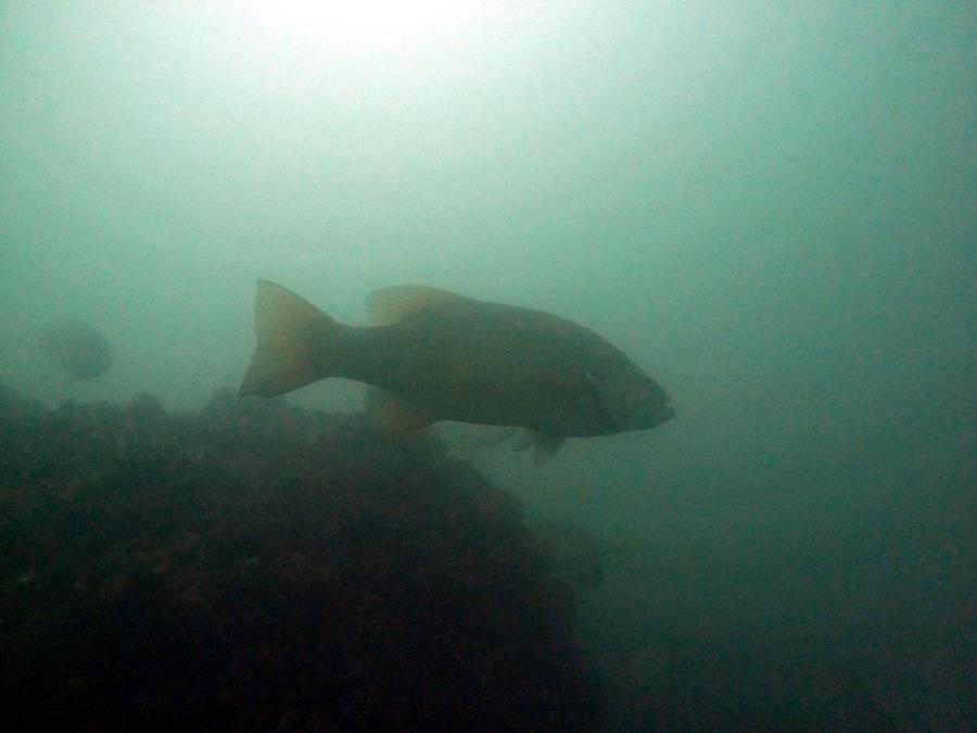 S.K. Martin - fish