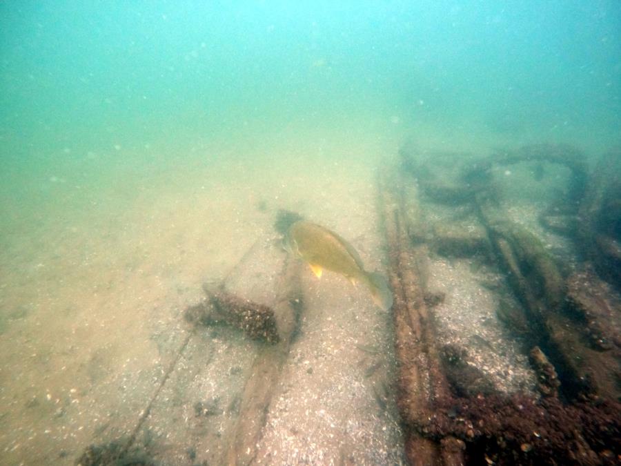 Phillip D. Armour Wreck - fish