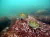 Phillip D. Armour Wreck - fish
