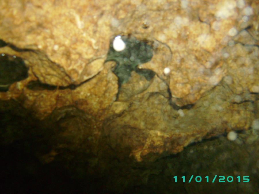 Troy Spring aka Troy Springs State Park - air bubble under the rocks
