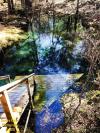 Cow Spring - Florida Springs FL