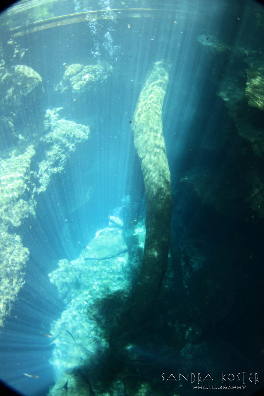 Cow Spring - surface shot capturing rays looking towards deck and stairs