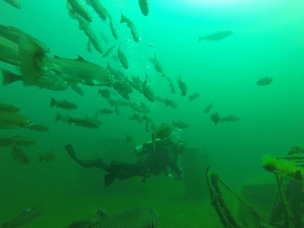 Gilboa Quarry - abundant fish as you approach the bus