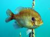 Gilboa Quarry - Pumpkinseed Sunfish