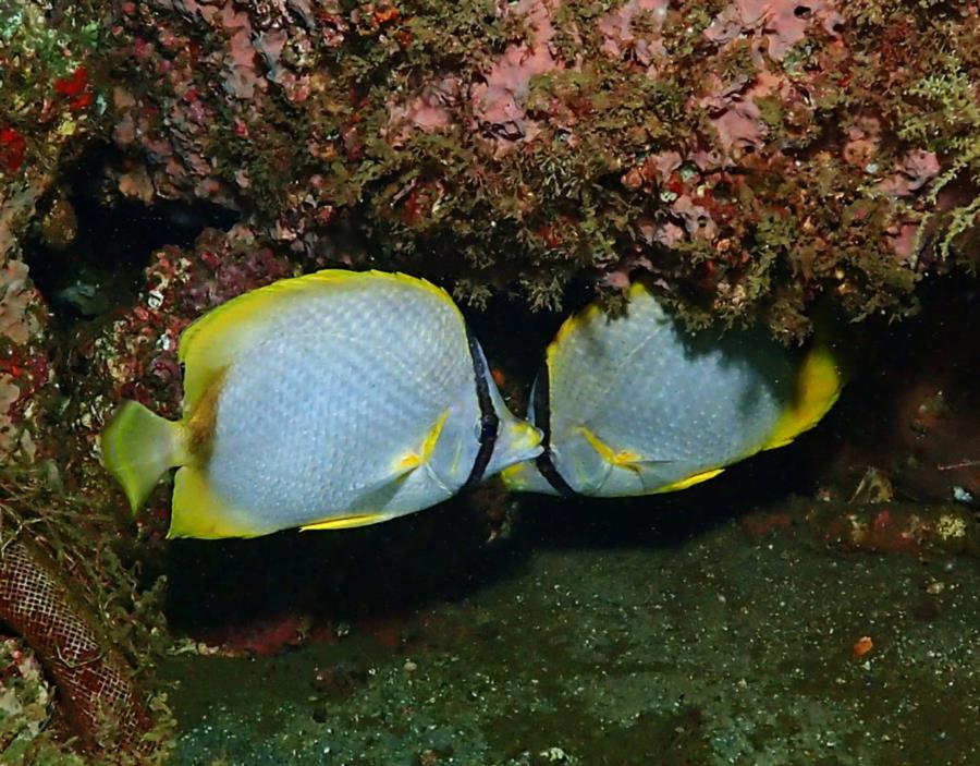 Destin Bridge Rubble - Butterflyfish pair