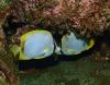 Butterflyfish pair