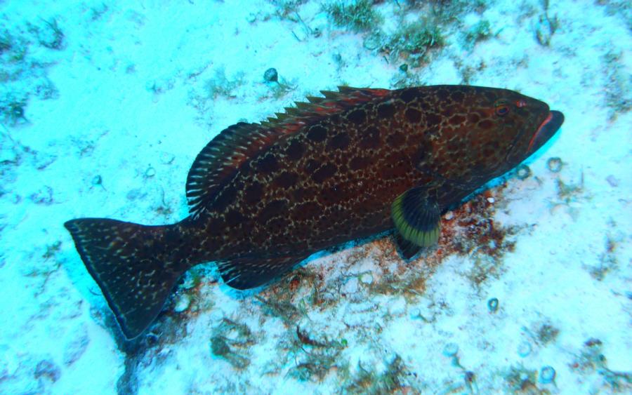 Cozumel - Grouper