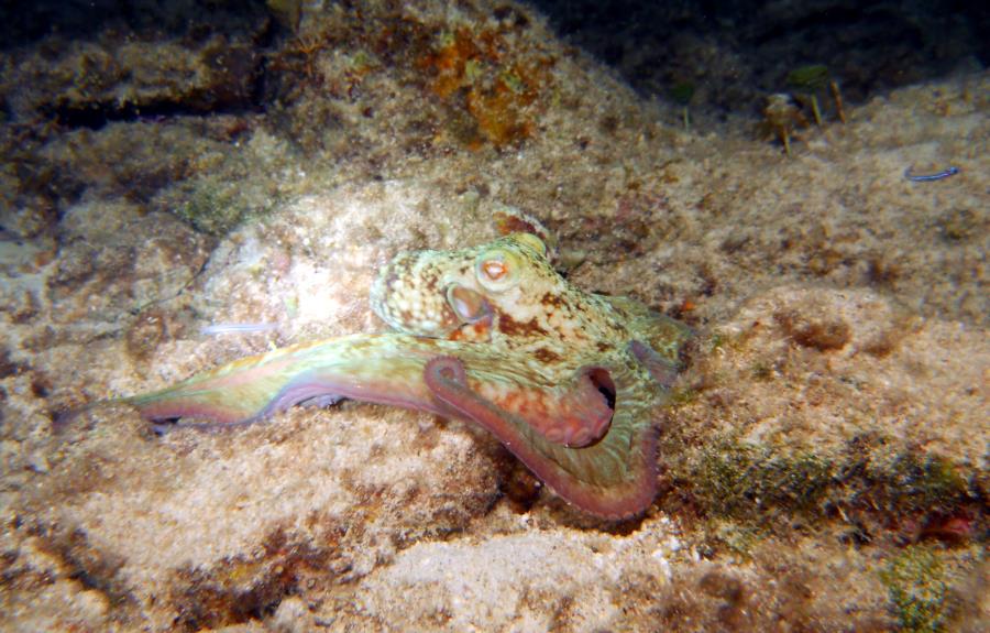 Cozumel - Octopus