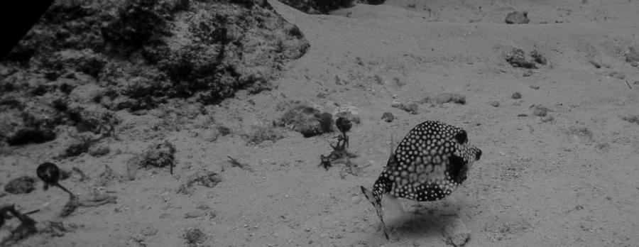 Cozumel - Cowfish