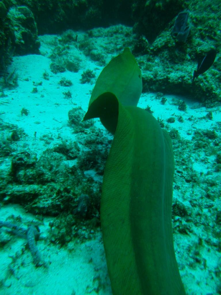 Cozumel - Green Moray Free swimming, 8 ftt.