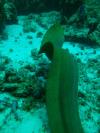 Green Moray Free swimming, 8 ftt.