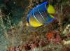 San Pablo / Russian Freighter - Juvenile Angelfish