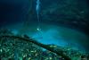 Cenote Angelita - First 100 feet - DiveXperience