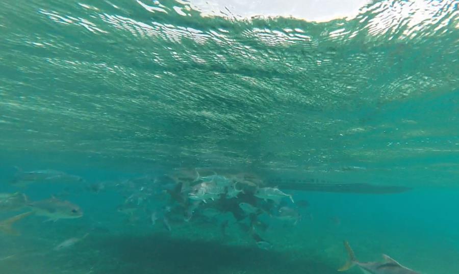 Shark Ray Alley - Chumming nurse sharks