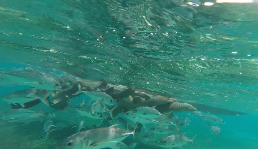 Shark Ray Alley - Chumming nurse sharks