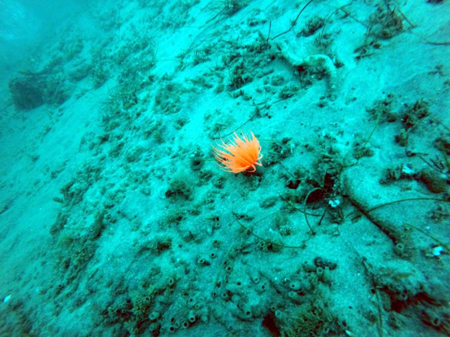 La Jolla Shores (La Jolla Canyon) - Anemone