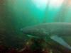 La Jolla Cove - 7 gill shark