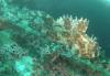 Rockfish? Found this guy hanging out on the Yukon wreck off San Diego CA.