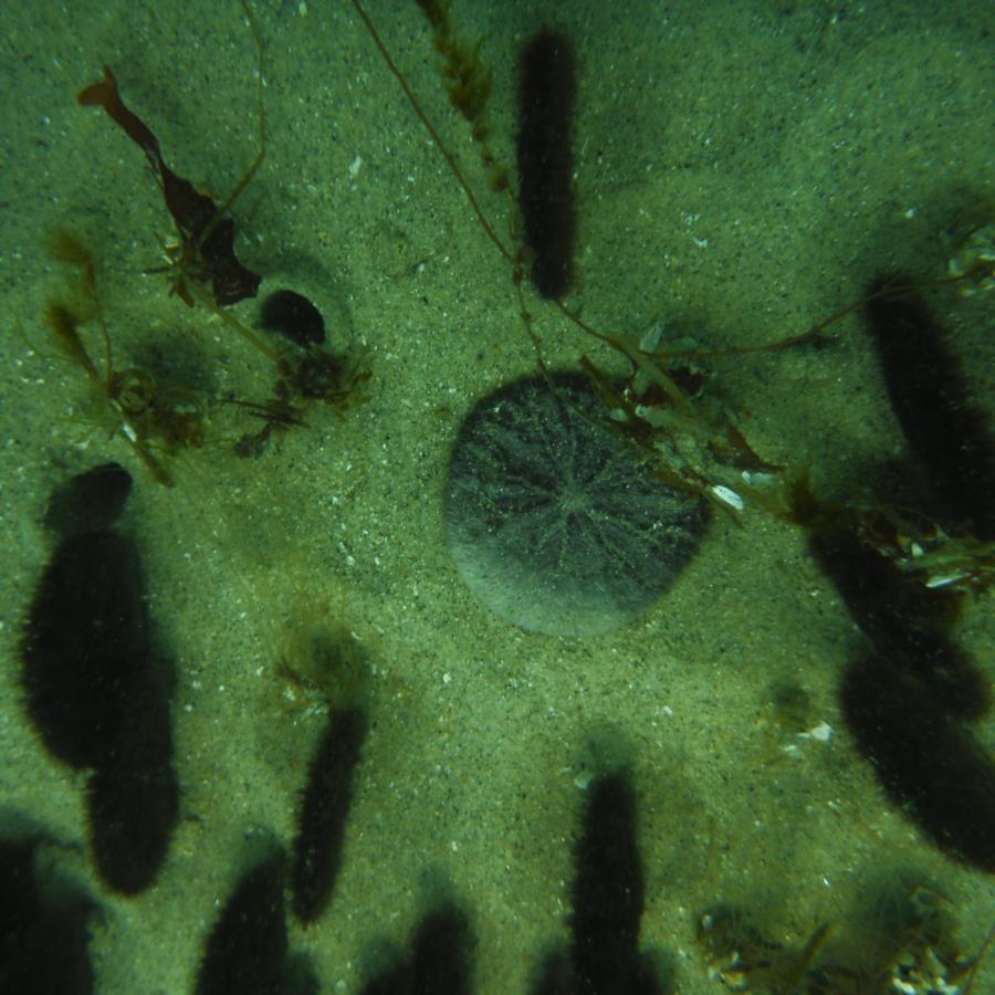 Breakwater Cove - Sand Dollars