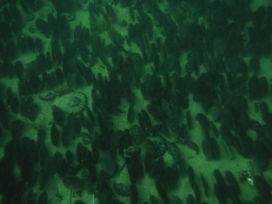 Breakwater Cove - More Sand Dollars