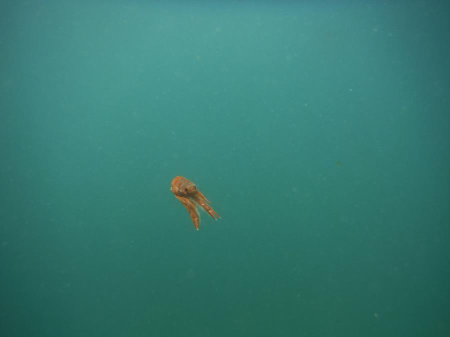 Breakwater Cove - Red Pelagic Crab