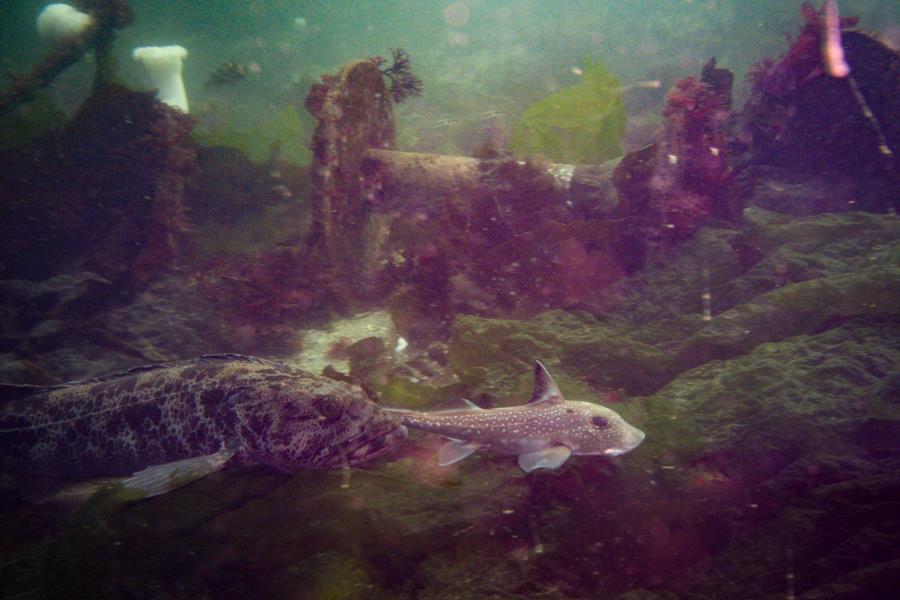 Edmonds Underwater Park (Bruce Higgins UW trails) - Lingcod & Ratfish