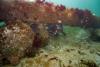 Edmonds Underwater Park (Bruce Higgins UW trails) - Dive Buddies