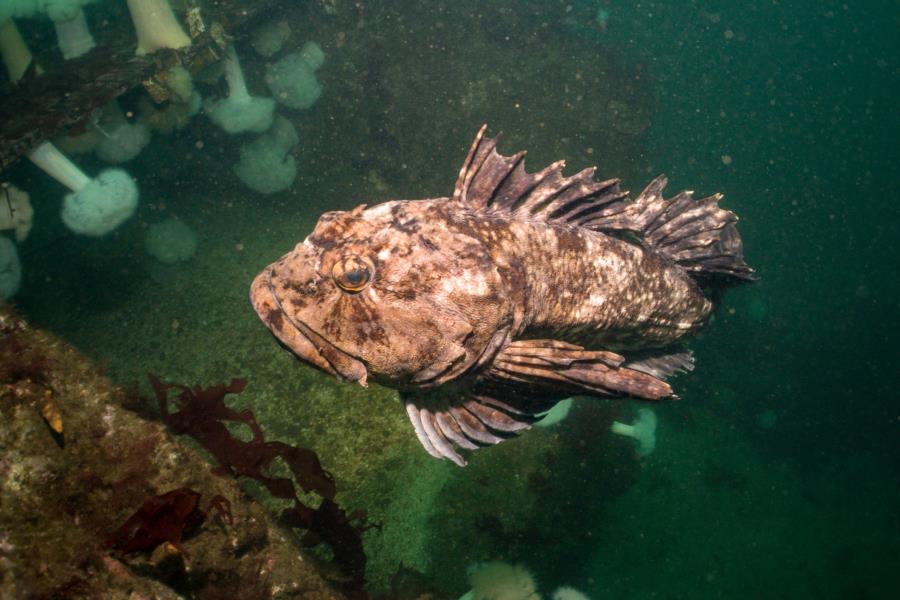 Edmonds Underwater Park (Bruce Higgins UW trails) - Cabezon