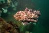 Edmonds Underwater Park (Bruce Higgins UW trails) - Cabezon