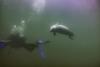Edmonds Underwater Park (Bruce Higgins UW trails) - Playful seal at Edmonds