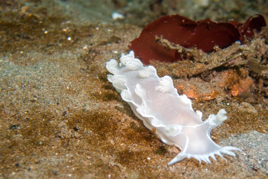 Edmonds Underwater Park (Bruce Higgins UW trails) - Edmonds Slipper nudi