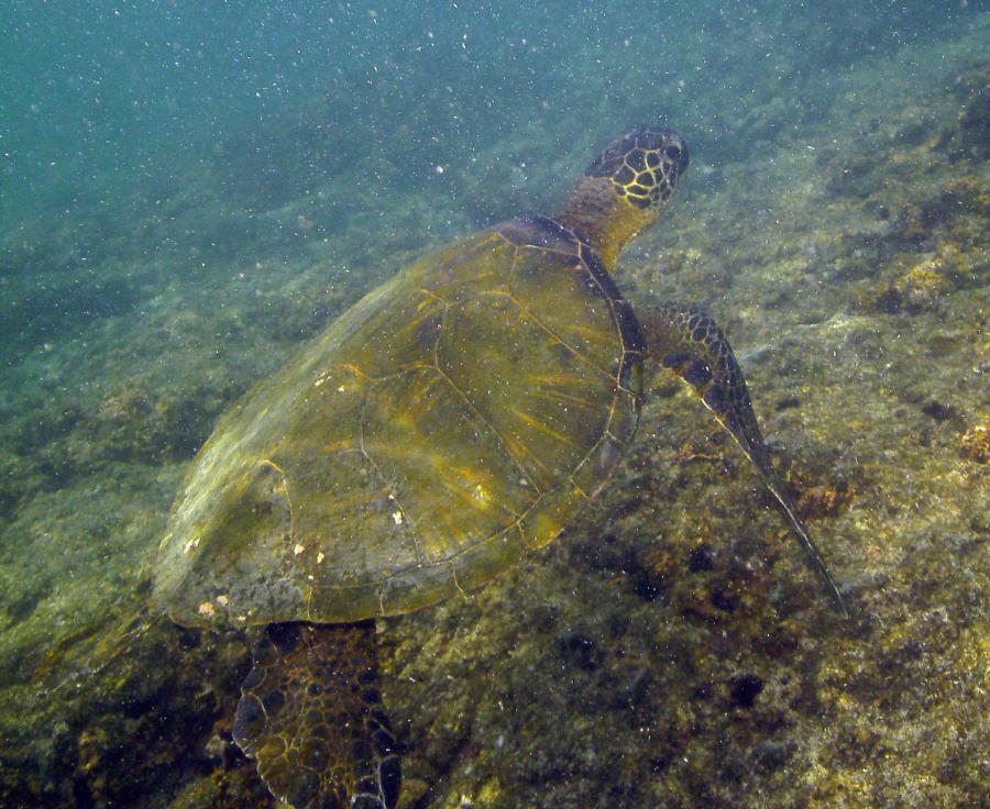 Puako Church - Turtle post-cleaning