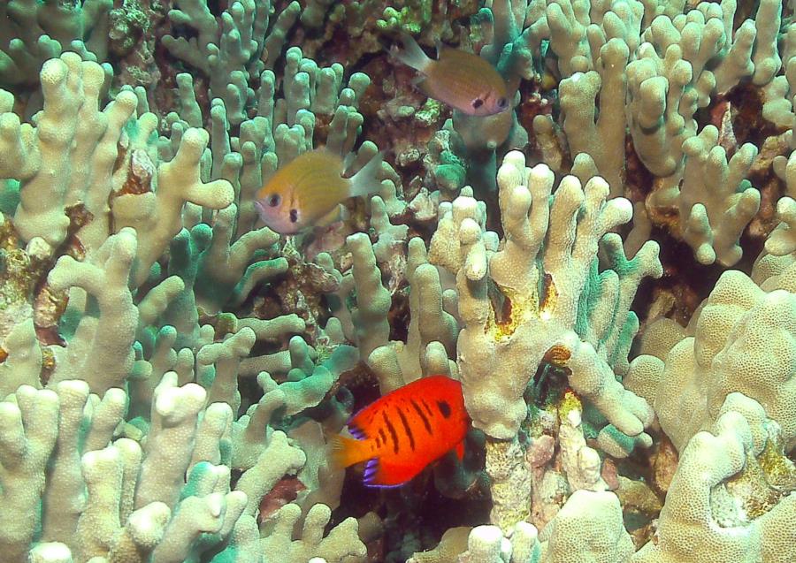 Puako Church - Loads of fish on the dense coral