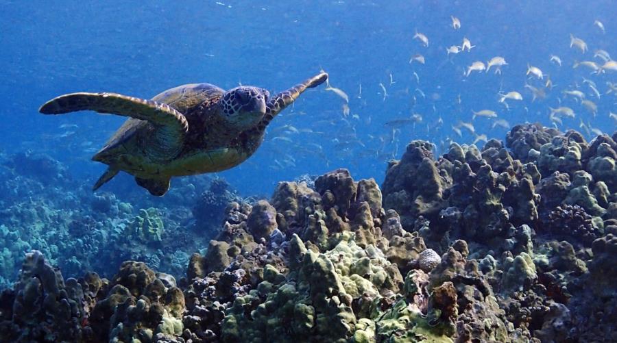 Ulua Beach - Green Sea Turtle